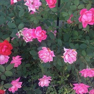 Meet your Posher, Refah